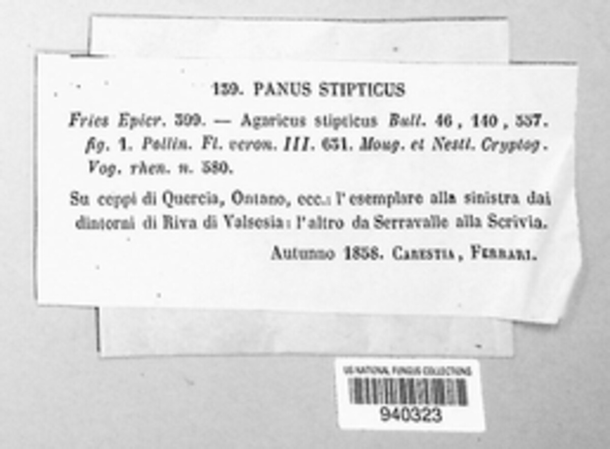 Panellus stipticus image